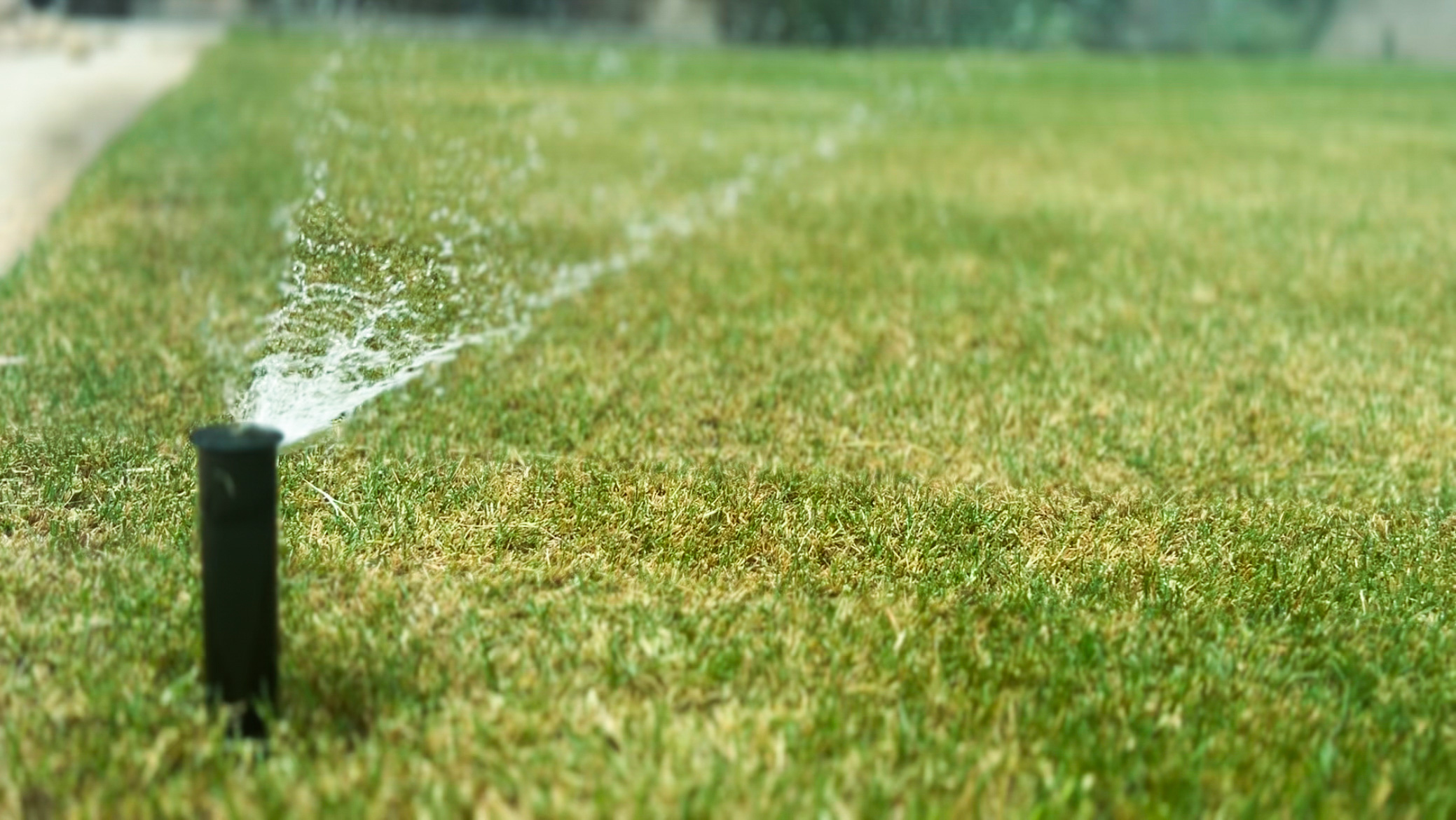 Are you watering correctly?